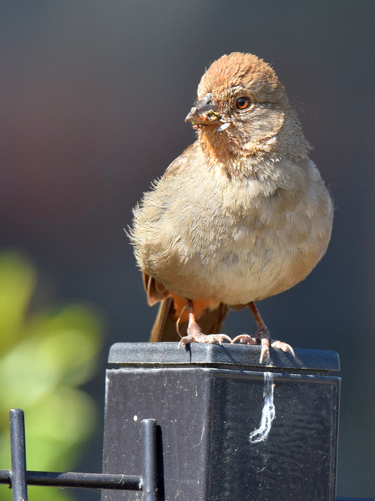 Towhee3_2015_06_01.jpg