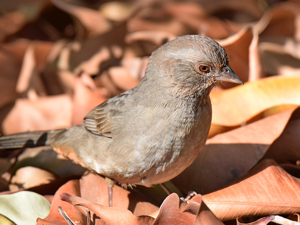Towhee4.jpg