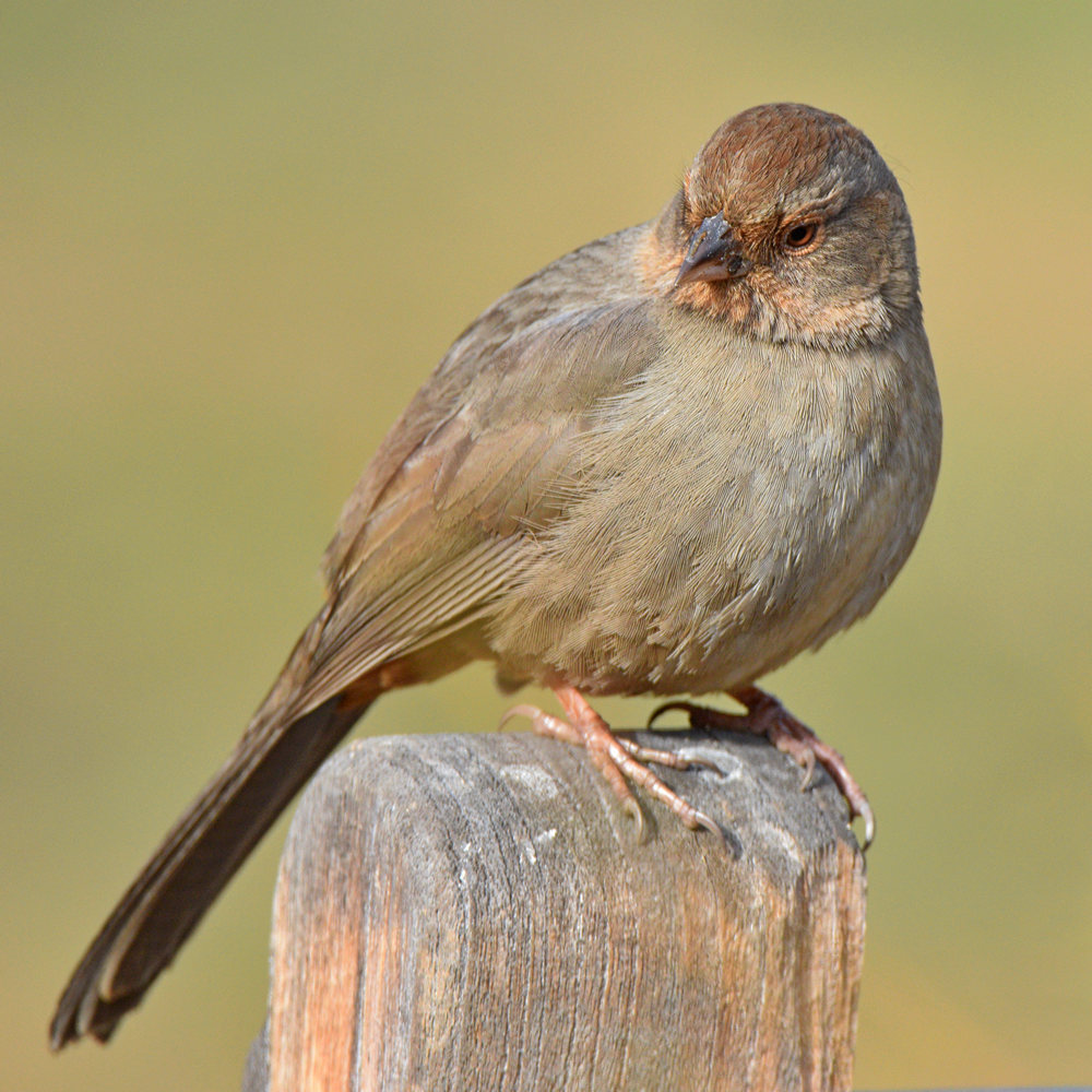 Towhee4.jpg
