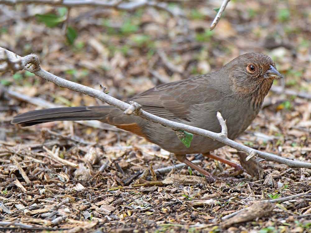 Towhee4.jpg