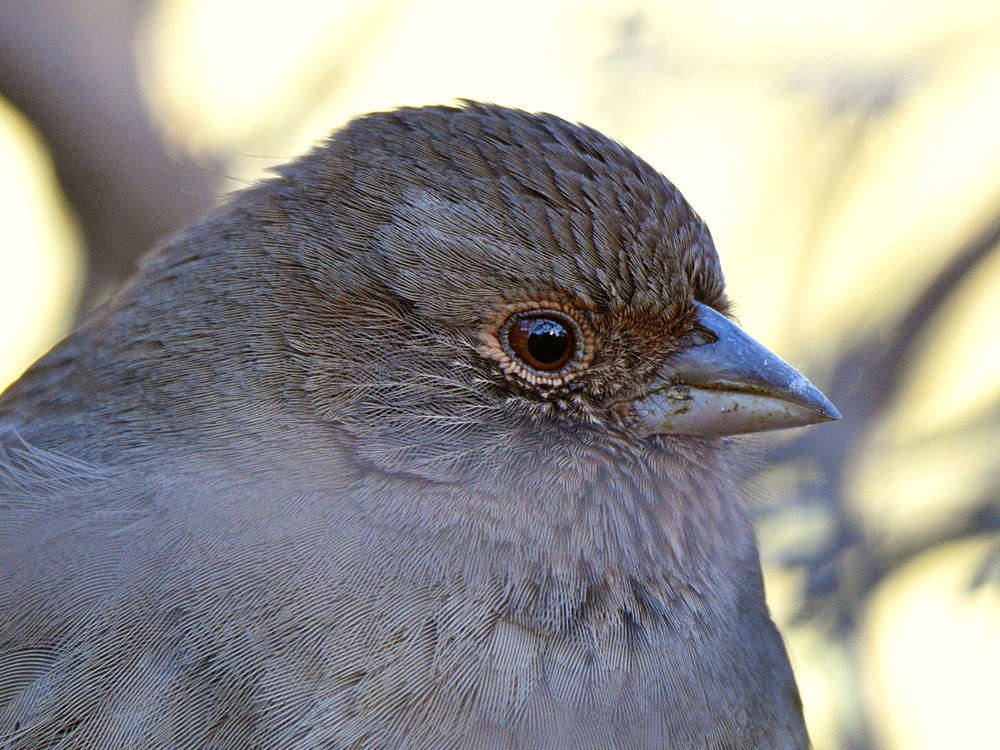 Towhee4.jpg
