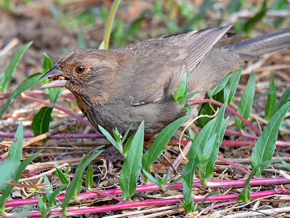 Towhee4.jpg