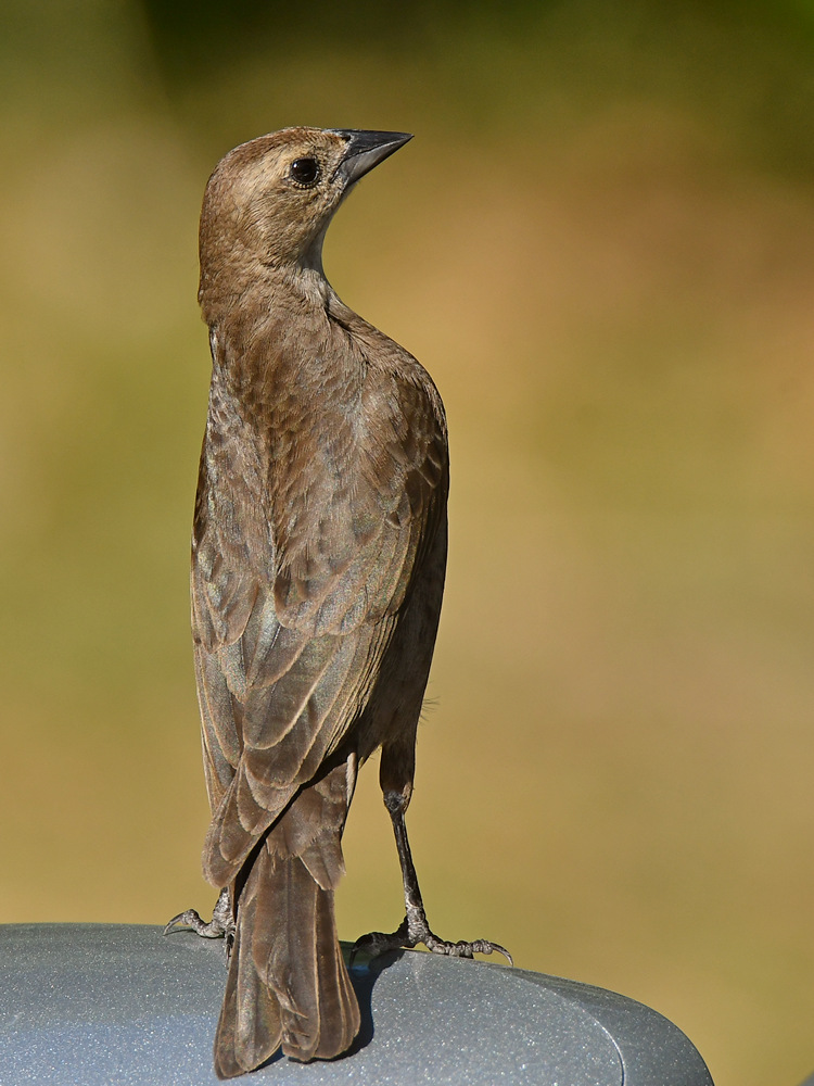 Towhee4.jpg