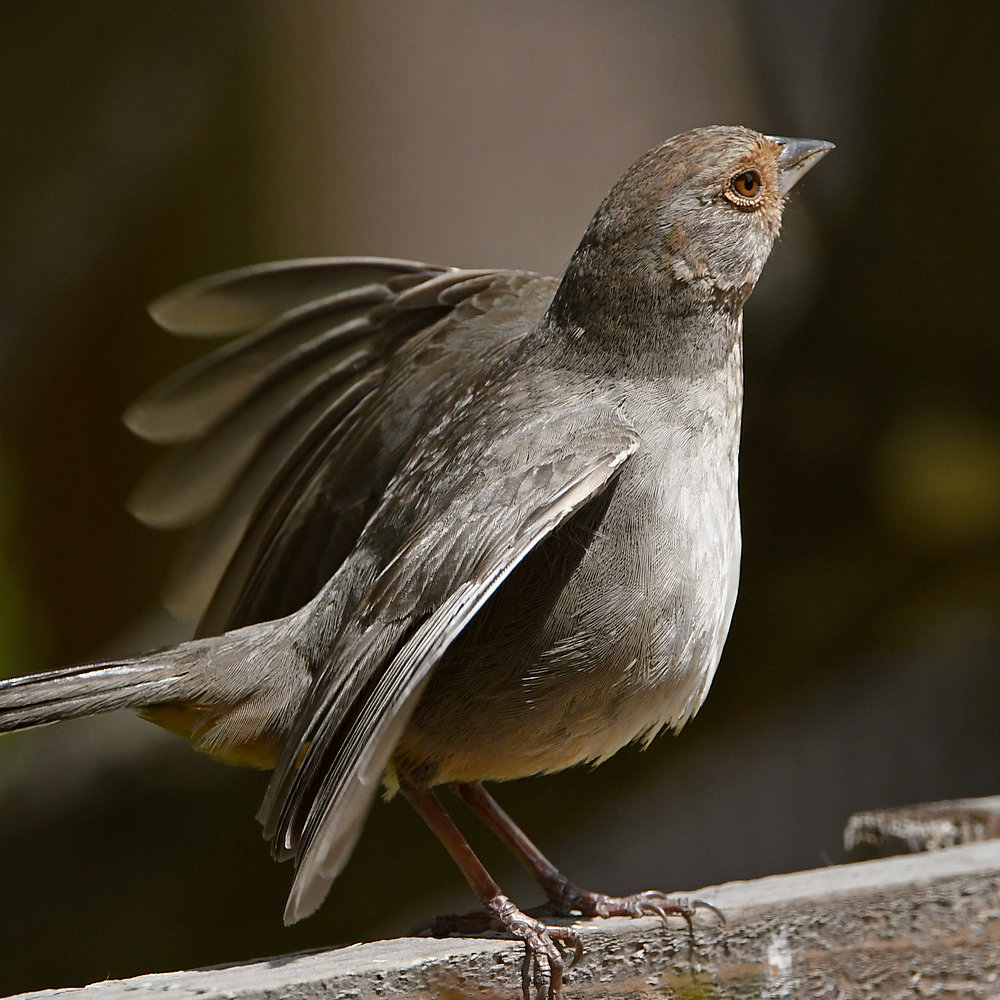 Towhee4.jpg