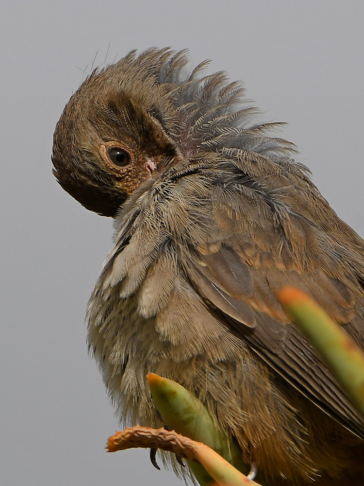 Towhee4.jpg