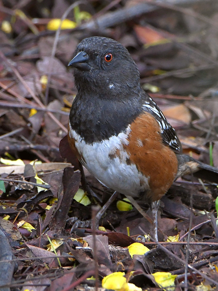 Towhee4.jpg