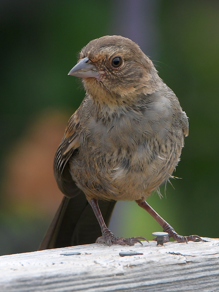 Towhee4.jpg
