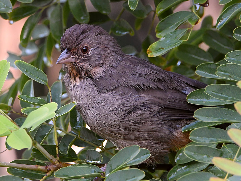 Towhee4.jpg