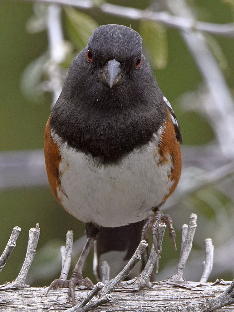 Towhee4.jpg