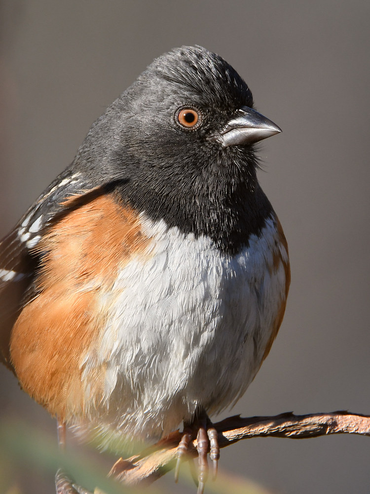 Towhee4.jpg