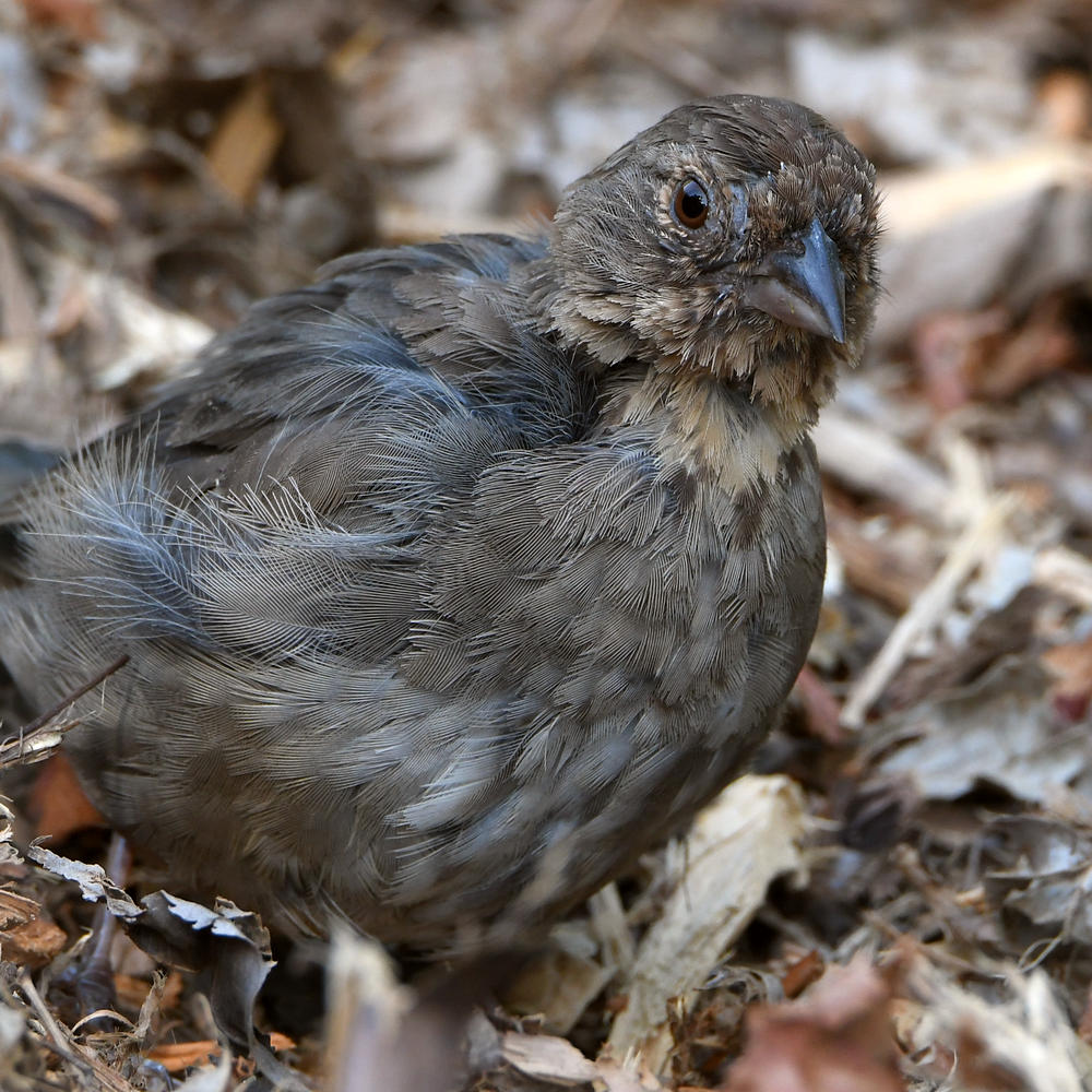 Towhee4.jpg