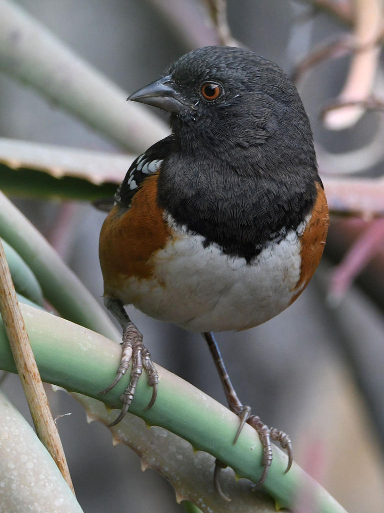 Towhee4.jpg