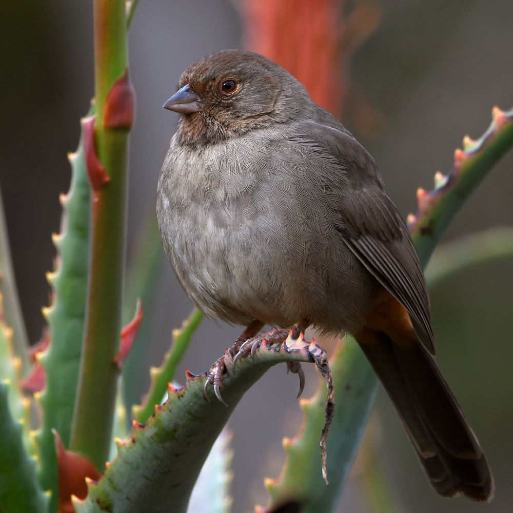 Towhee4.jpg