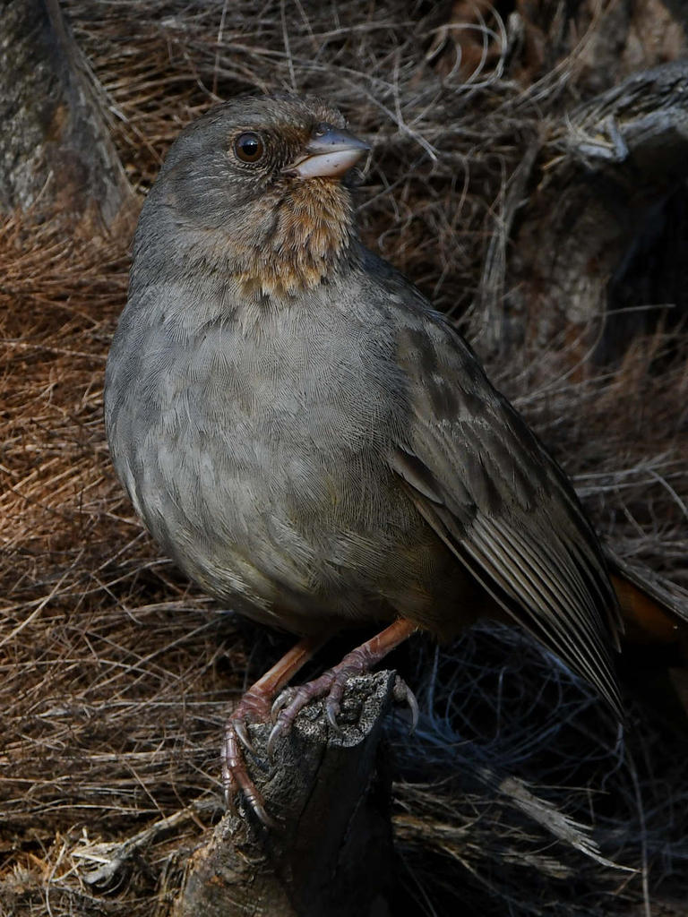Towhee4.jpg
