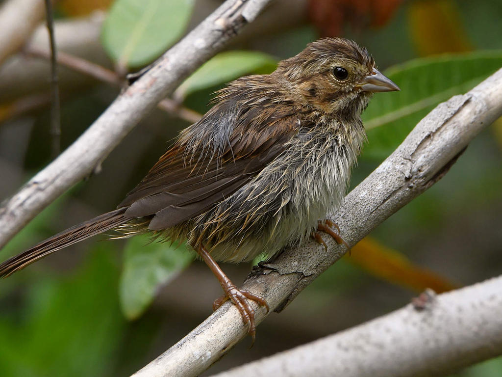 Towhee4.jpg