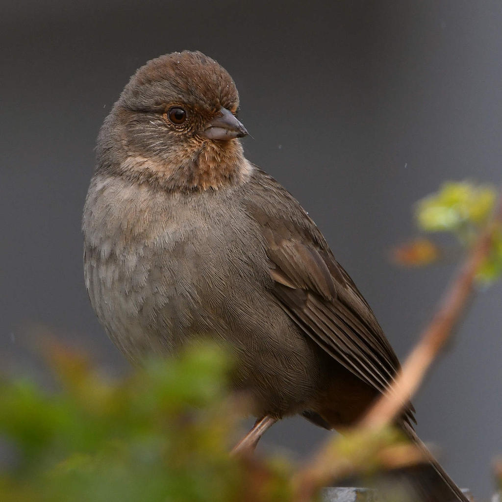 Towhee4.jpg