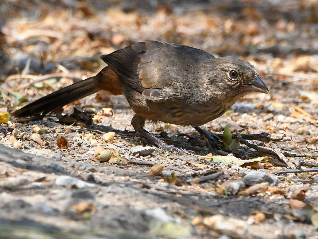 Towhee4.jpg