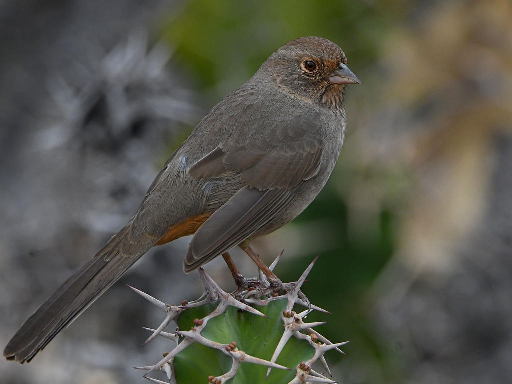 Towhee4.jpg