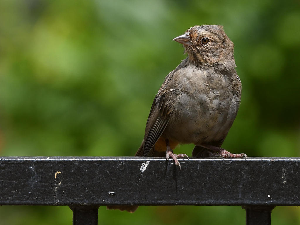 Towhee4.jpg