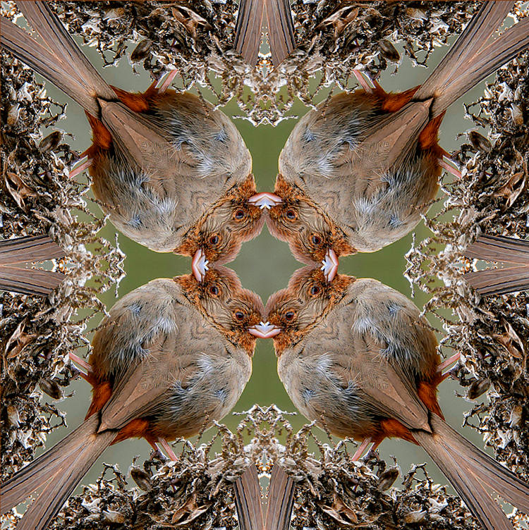 Towhee4x4Small.jpg