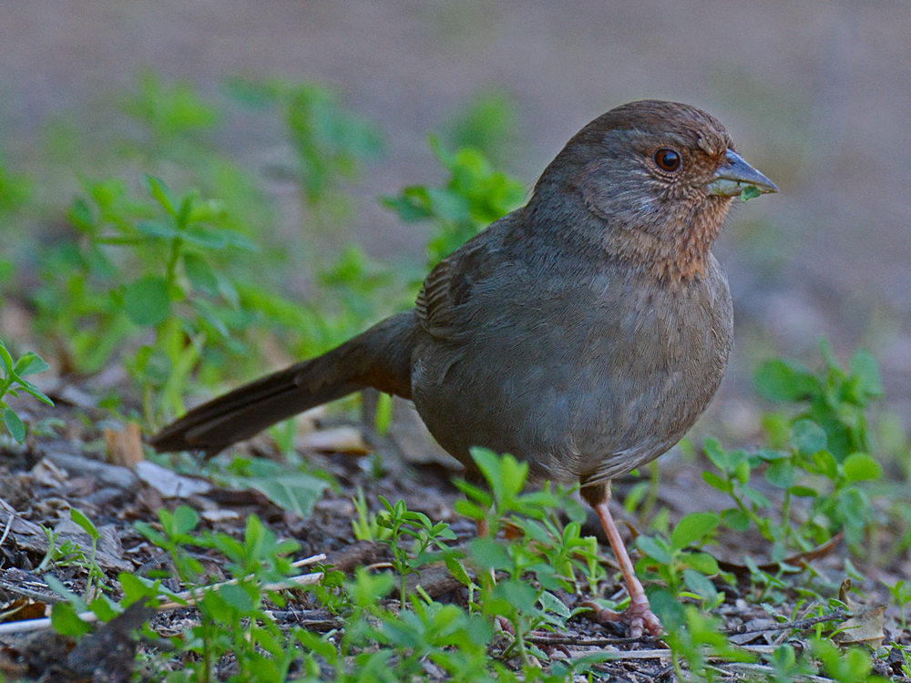 Towhee5.jpg