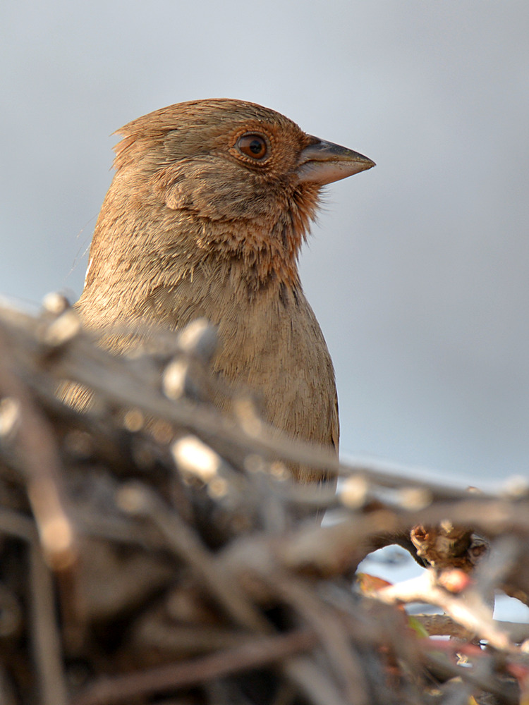Towhee5.jpg