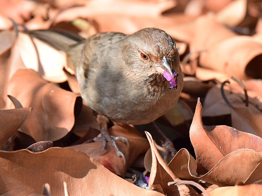 Towhee5.jpg