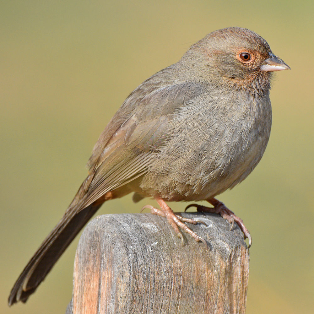 Towhee5.jpg