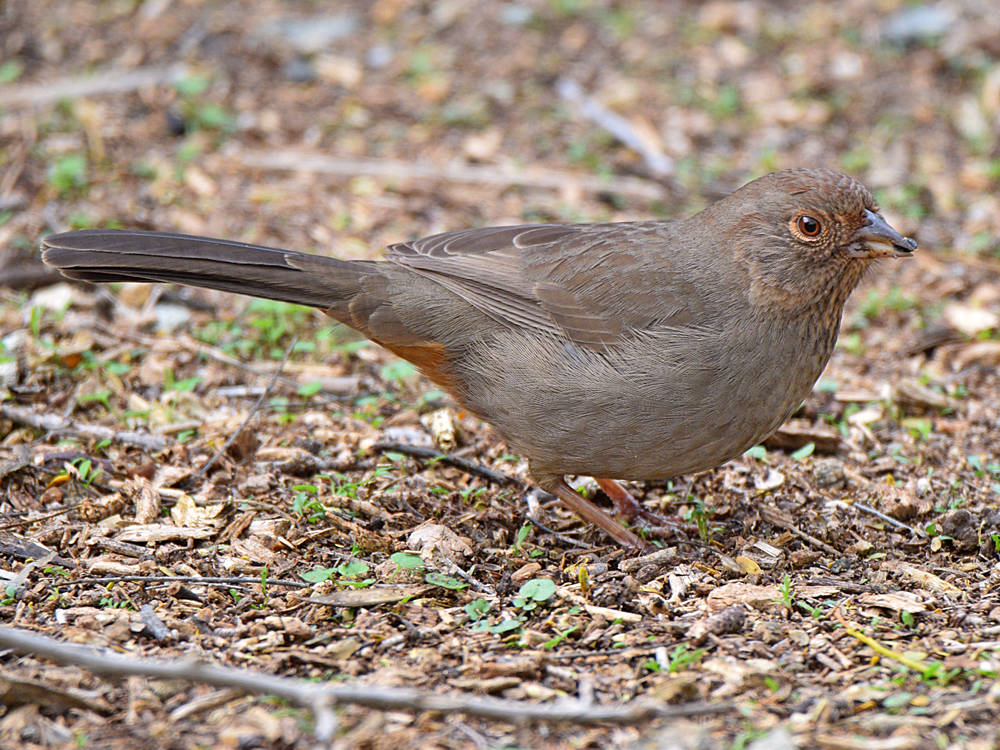 Towhee5.jpg
