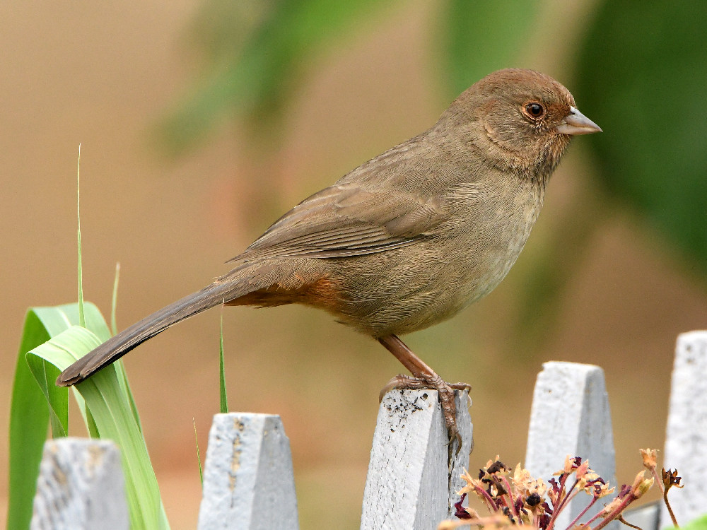 Towhee5.jpg