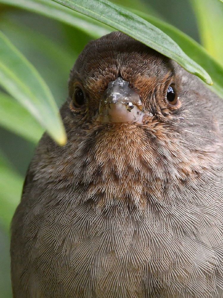Towhee5.jpg