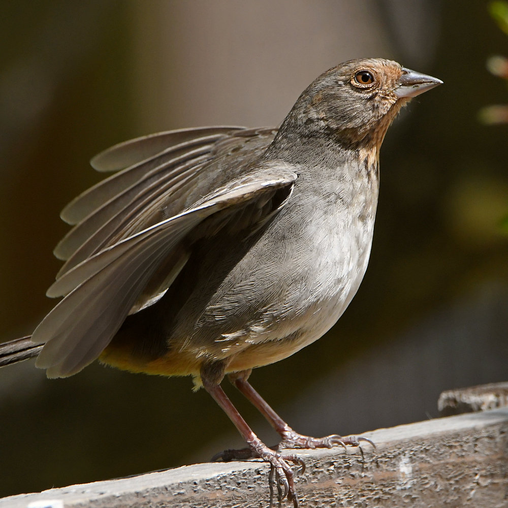 Towhee5.jpg
