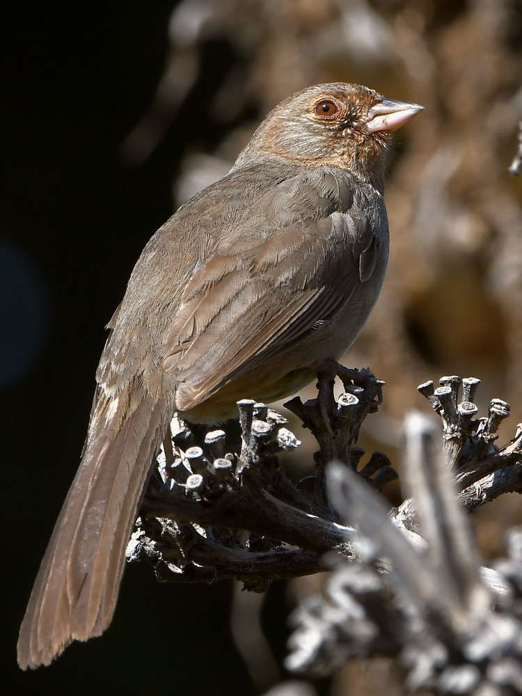 Towhee5.jpg