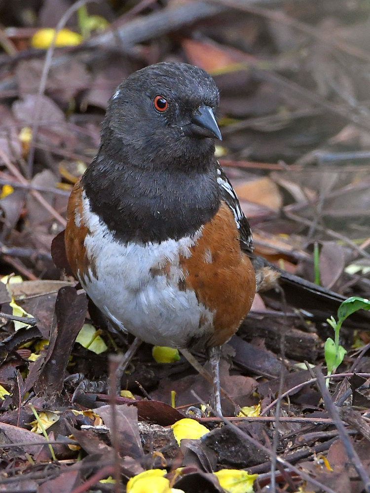 Towhee5.jpg
