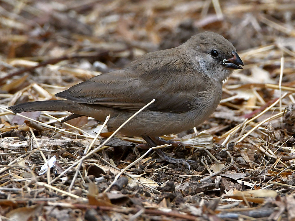 Towhee5.jpg