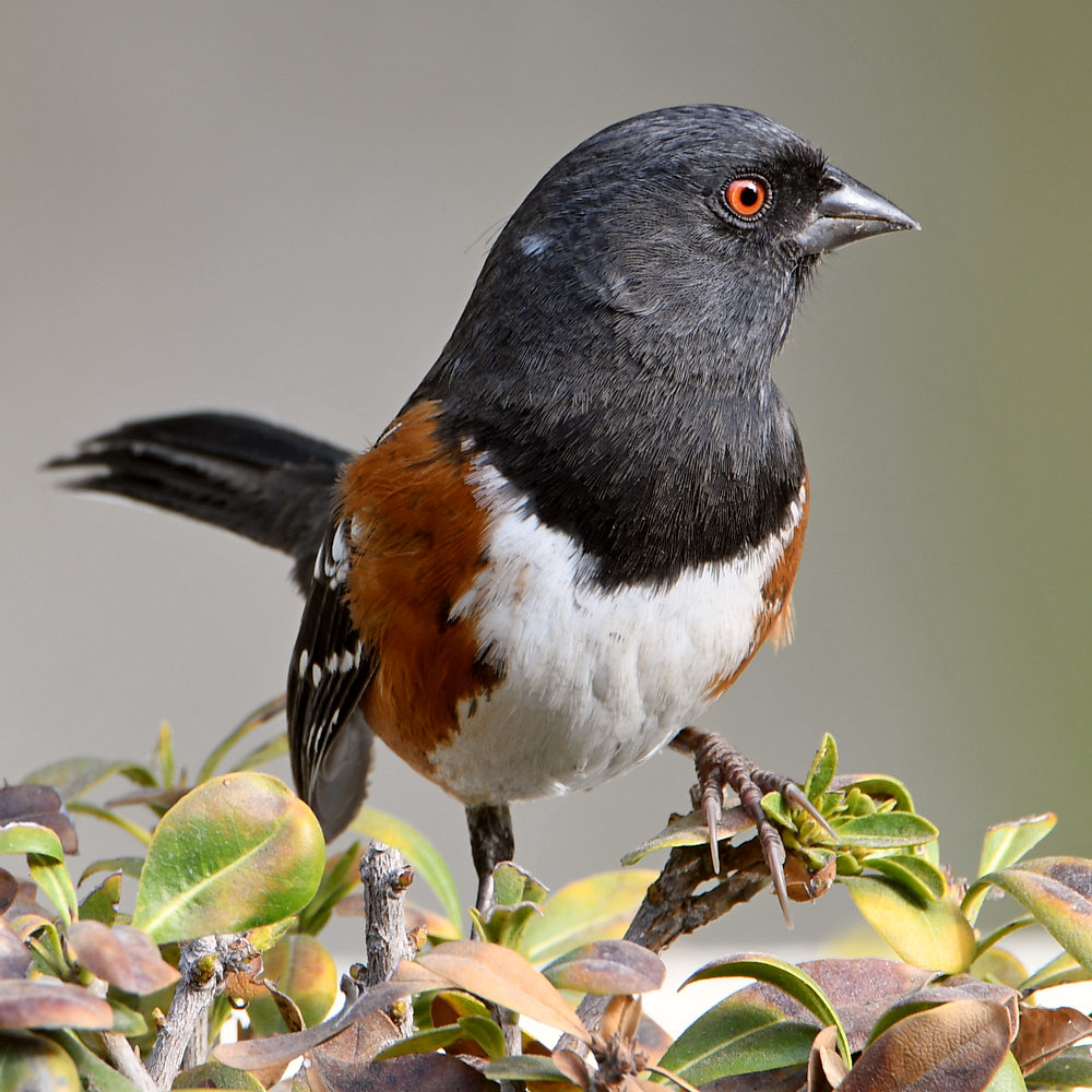 Towhee5.jpg