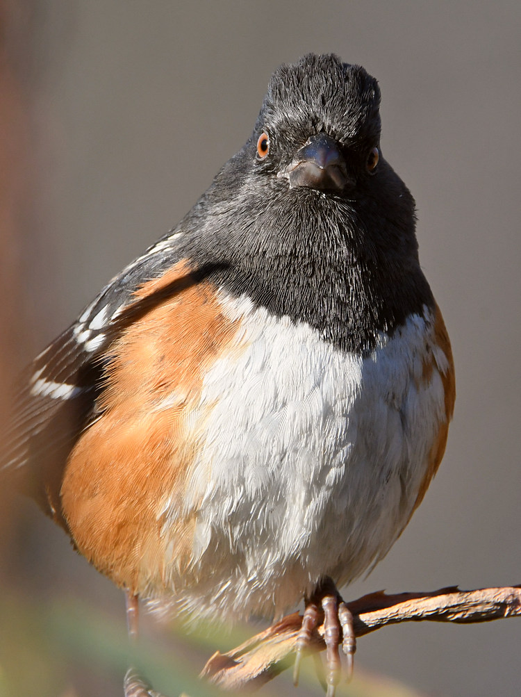 Towhee5.jpg