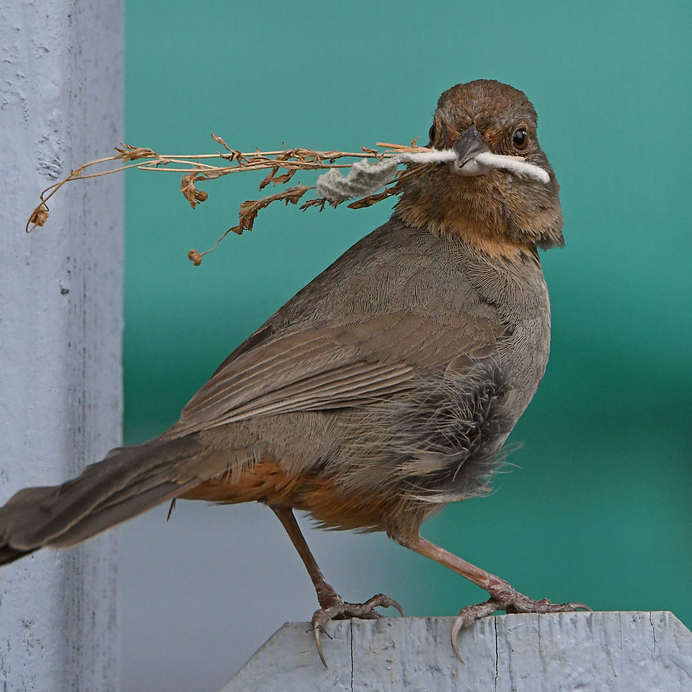 Towhee5.jpg
