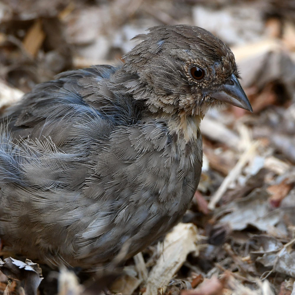 Towhee5.jpg