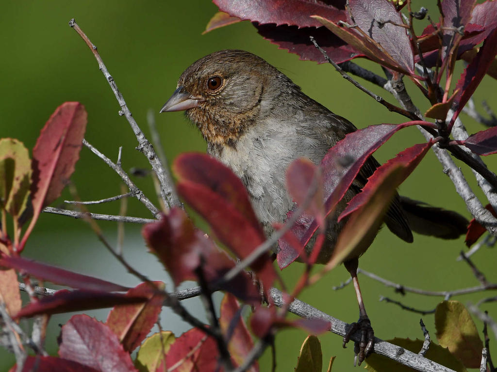 Towhee5.jpg
