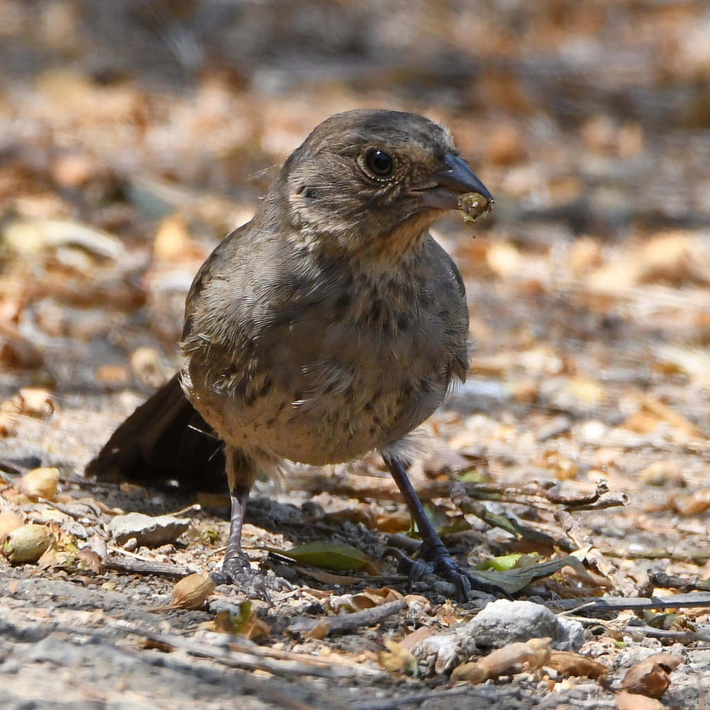 Towhee5.jpg