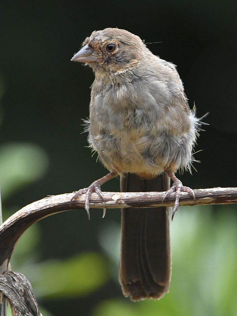 Towhee5.jpg