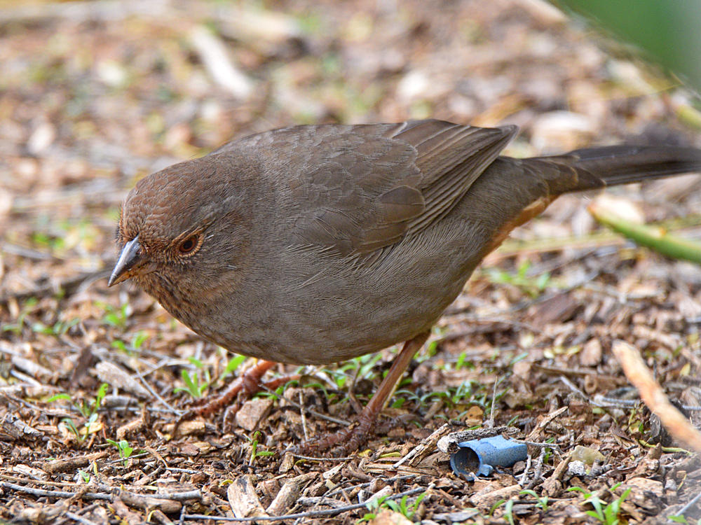 Towhee6.jpg