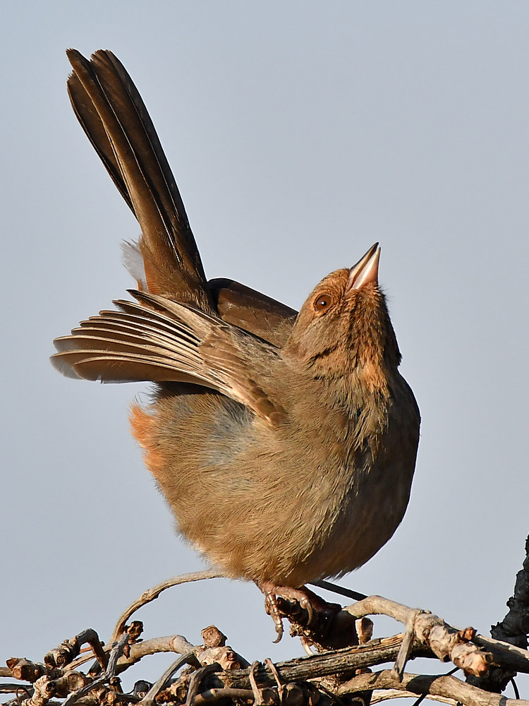 Towhee6.jpg