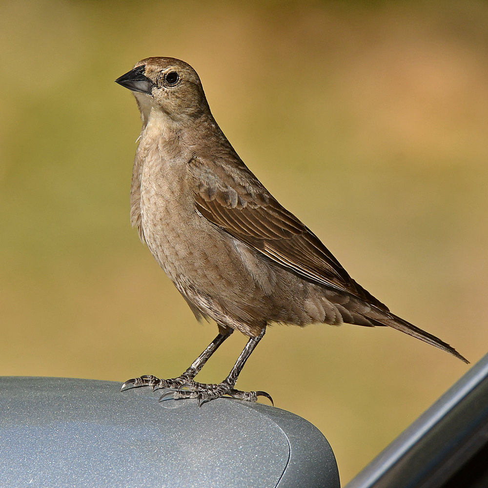 Towhee6.jpg