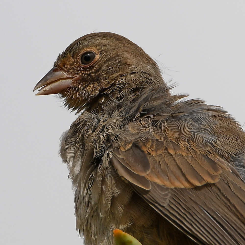 Towhee6.jpg