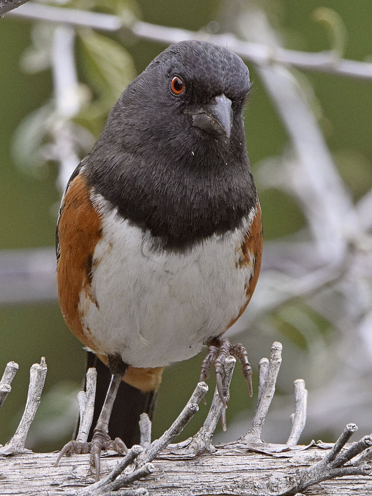 Towhee6.jpg