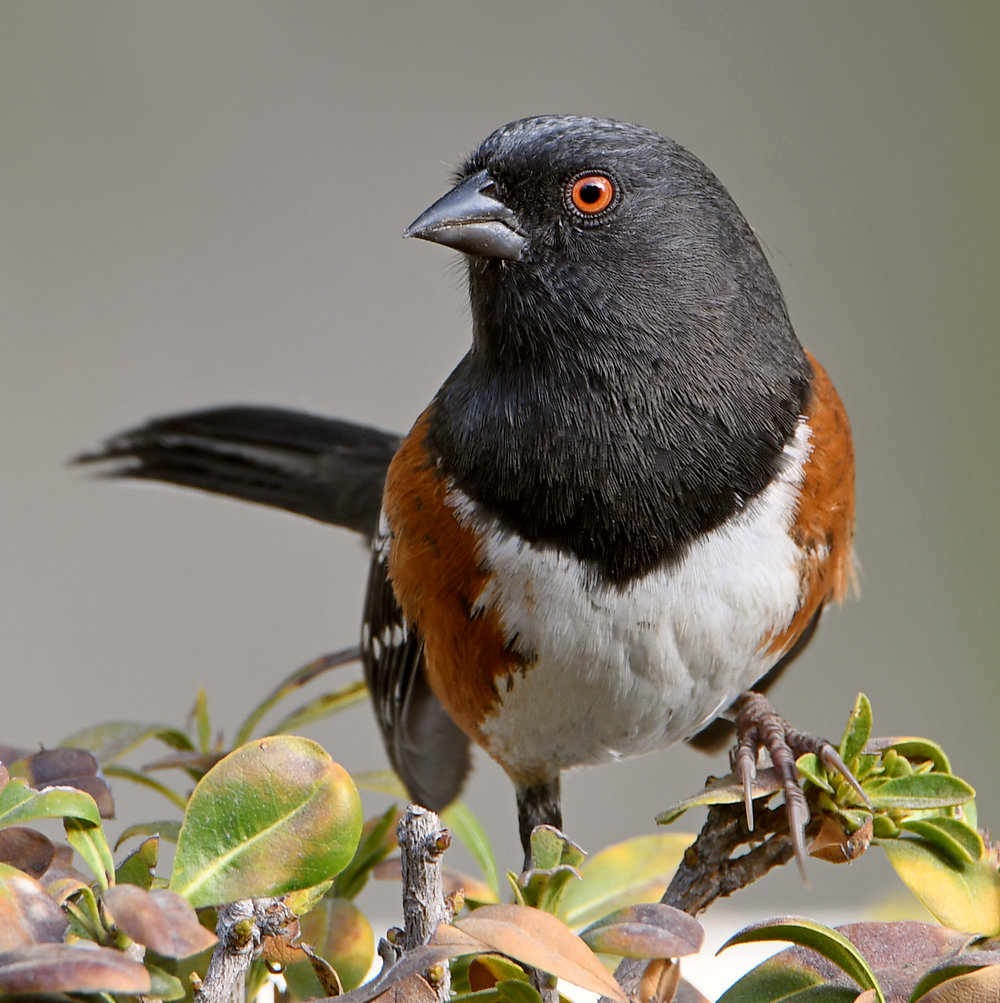 Towhee6.jpg
