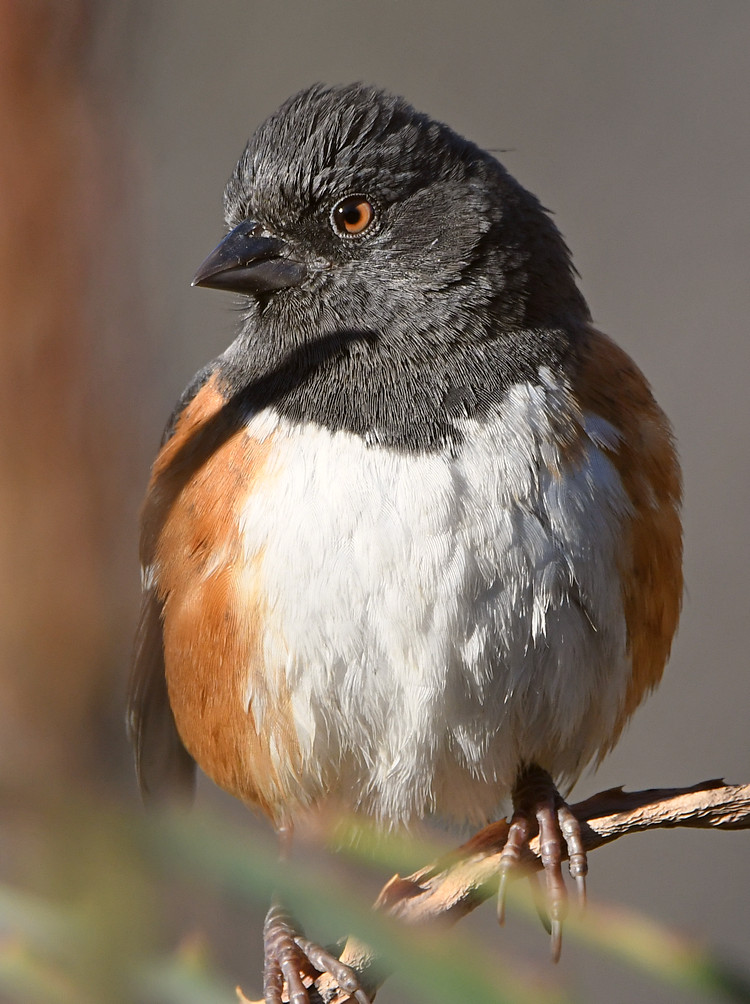 Towhee6.jpg
