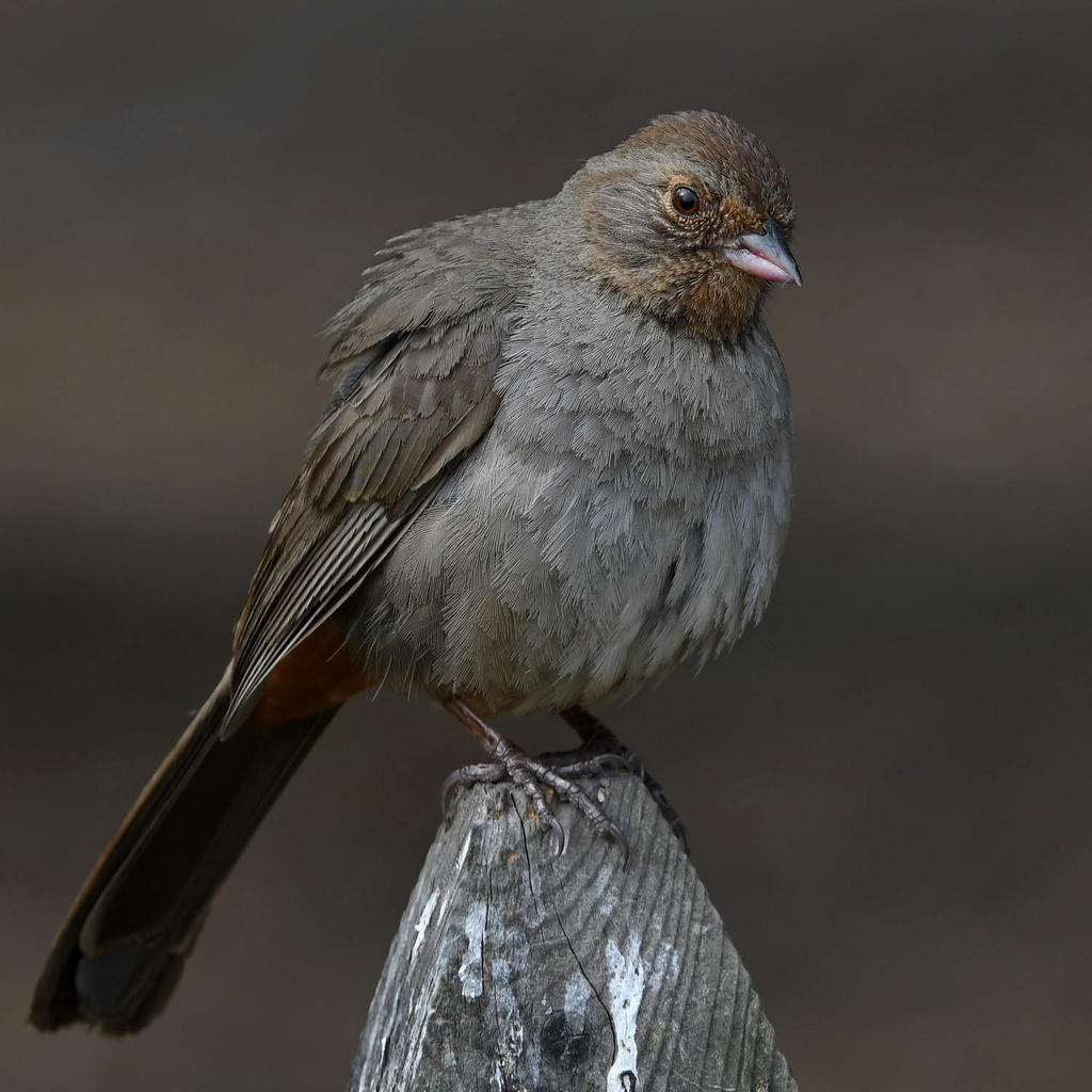 Towhee6.jpg